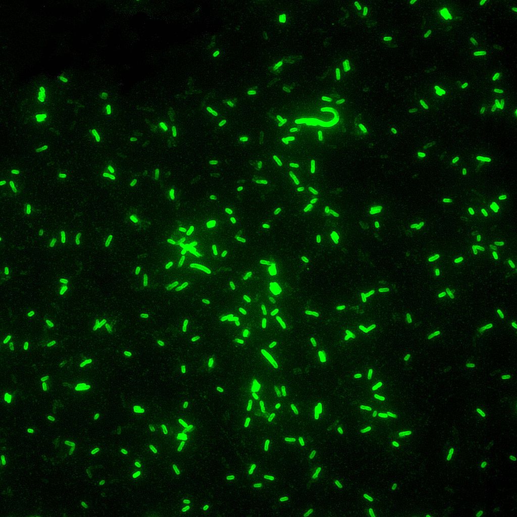fluorescent antibodies